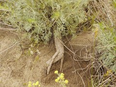 Artemisia marschalliana