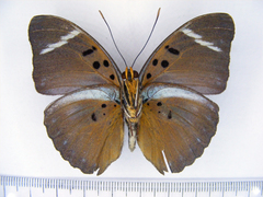 Euphaedra disjuncta disjuncta