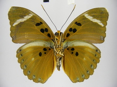 Euphaedra disjuncta disjuncta