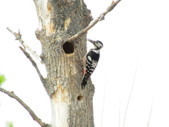 Dendrocopos leucotos