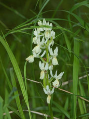 Orchis provincialis