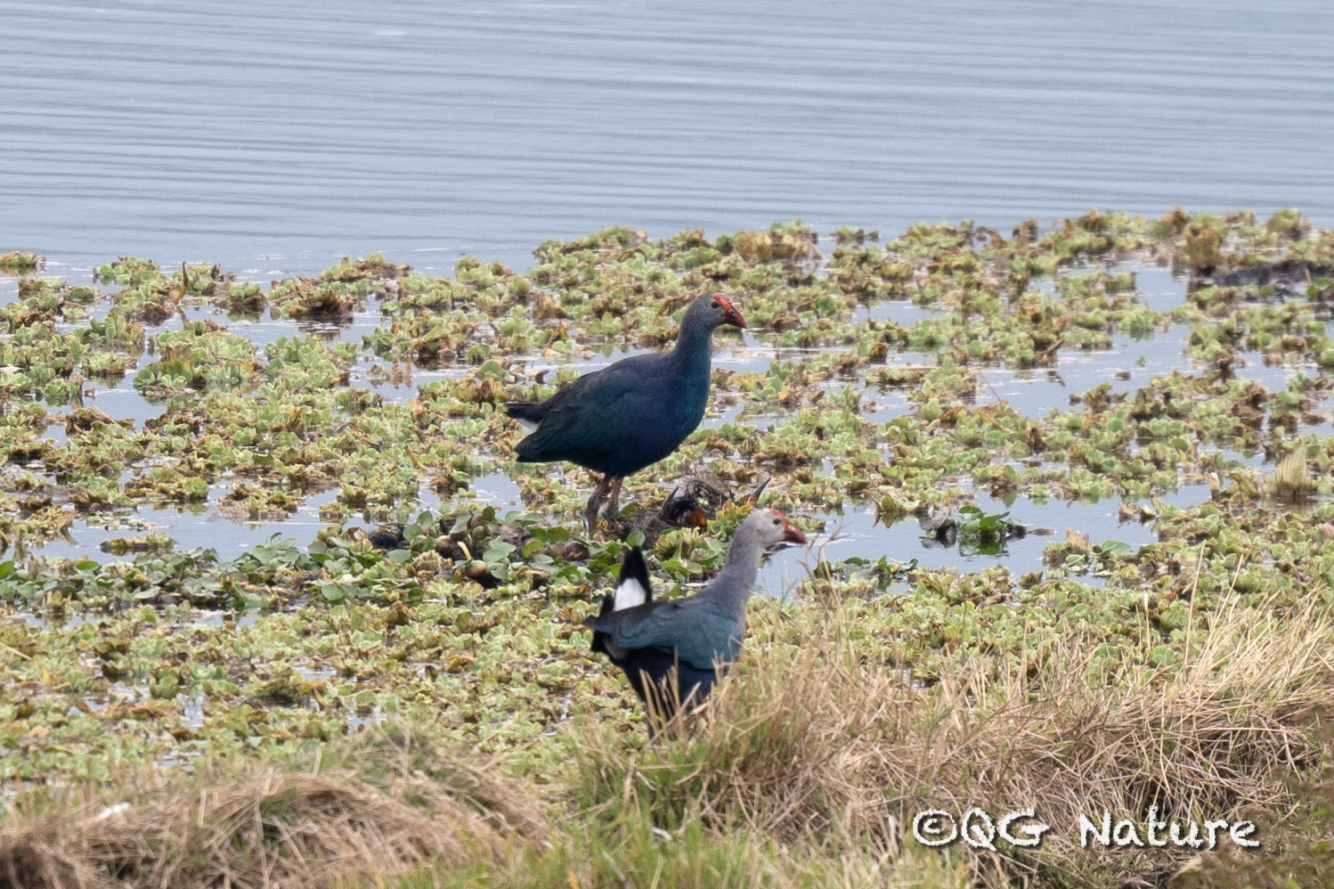 Purple Swamphen