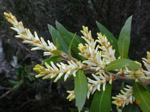 Orites diversifolius R.Br.