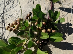 Ipomoea pes-caprae brasiliensis
