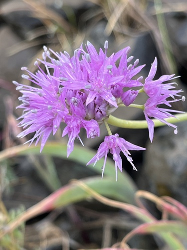 Allium douglasii