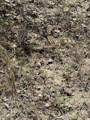 iNaturalist observation photo of Pacific Gopher Snake