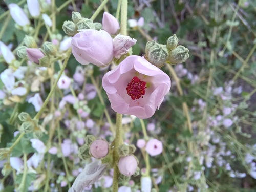 iNaturalist observation photo of splendid bushmallow
