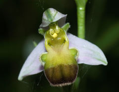 Ophrys apifera bicolor