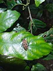 Physopelta quadriguttata