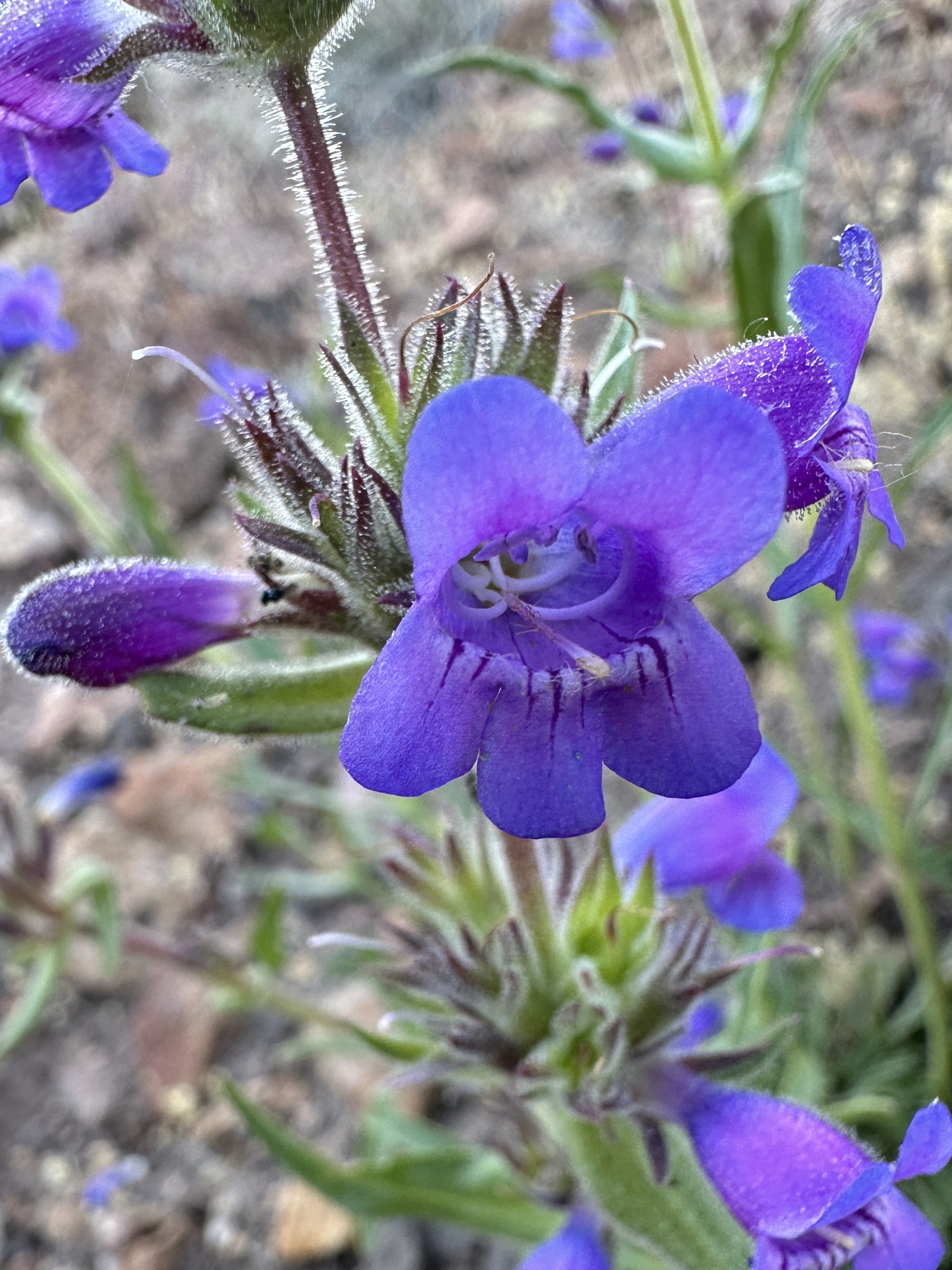 Penstemon eriantherus var. argillosus