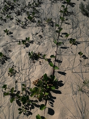 Ipomoea pes-caprae brasiliensis