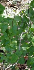 Styrax platanifolius