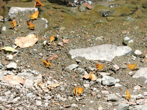 Rural Skipper photo 3