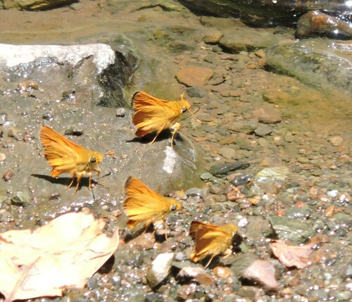 Rural Skipper photo 4