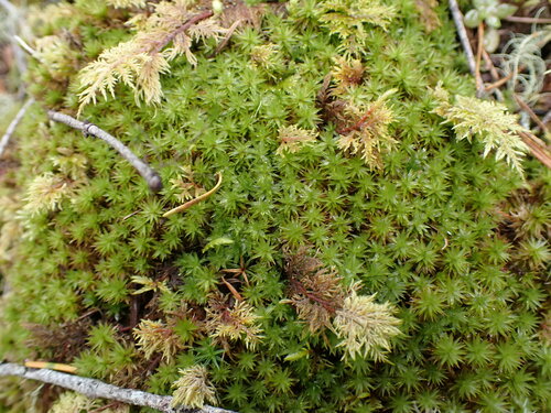 Image of Timmia austriaca by no rights reserved