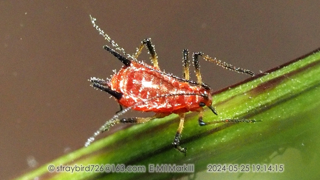 Uroleucon triphyllae