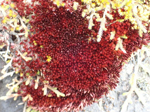 Image of Imbribryum miniatum by no rights reserved