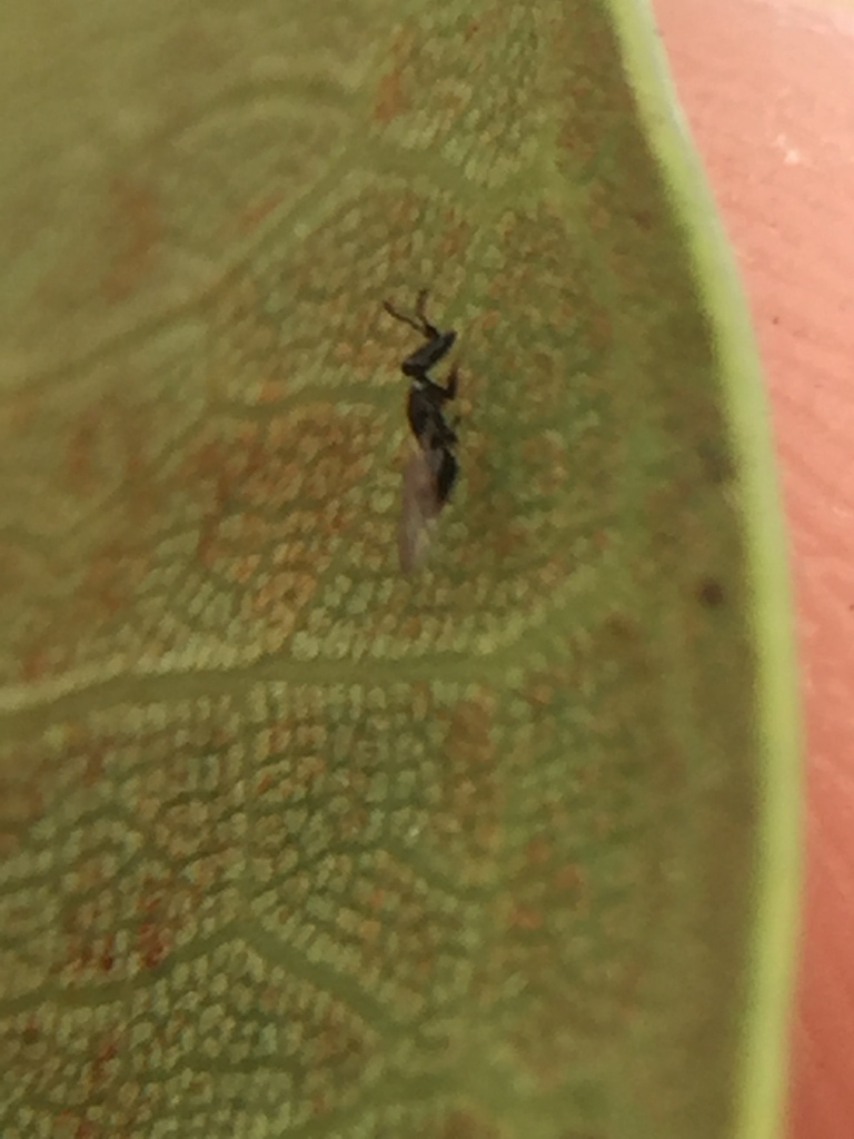 Port Jackson Fig Wasp