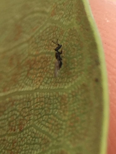 Port Jackson Fig Wasp
