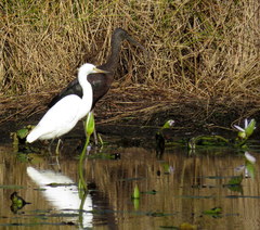 Egretta garzetta nigripes