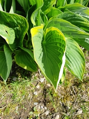 Hosta