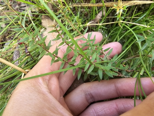 Acrotriche prostrata (Acrotriche prostrata)