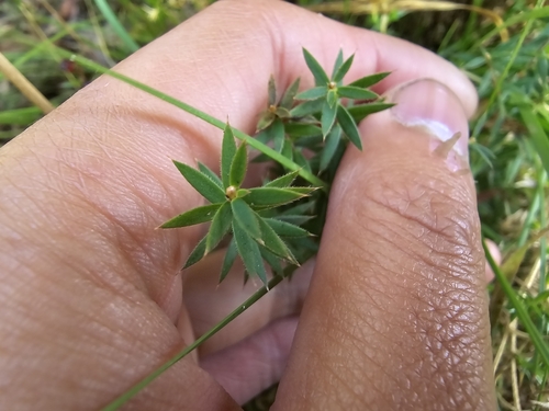 Image of Trailing Ground-Berry (Acrotriche prostrata) by (c) Josh, some rights reserved (CC BY)