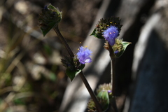 Cyanotis speciosa