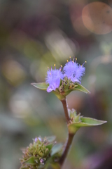 Cyanotis speciosa