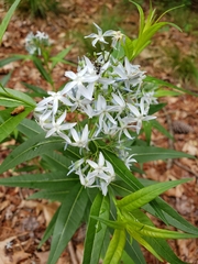 Amsonia tabernaemontana