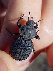 Scotobius pilularius