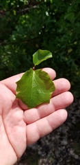 Styrax platanifolius
