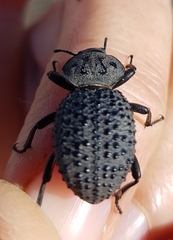 Scotobius pilularius