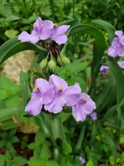 Tradescantia