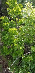 Styrax platanifolius