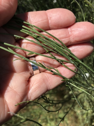 Portuguese Broom