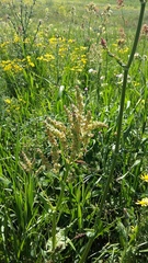 Rumex tuberosus