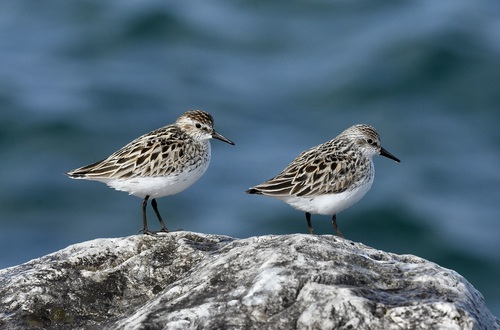 Semipalmated Sandpiper