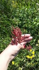 Rumex tuberosus