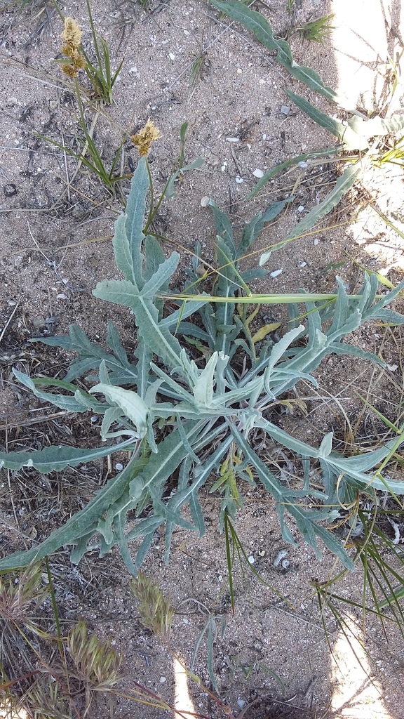 Jurinea longifolia