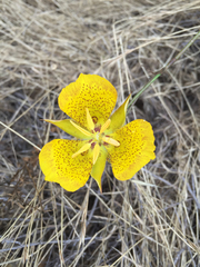 Calochortus weedii