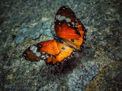 Plain Tiger Butterfly