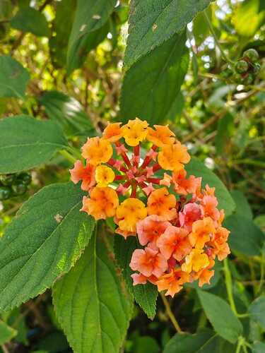common lantana