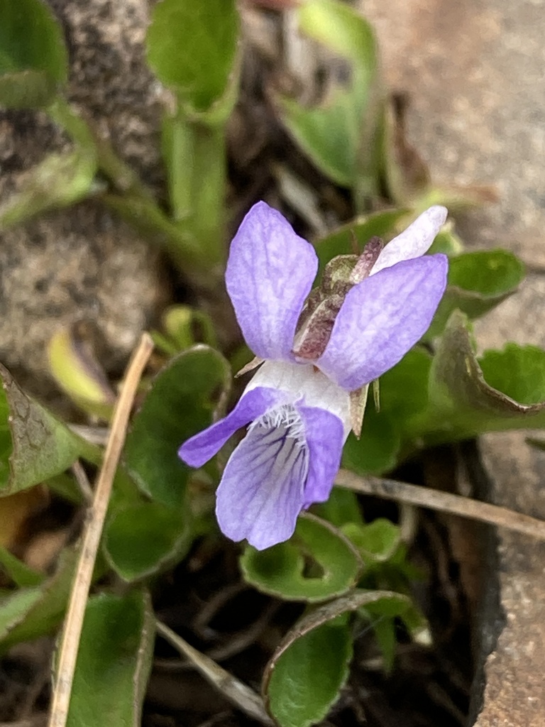 violets from CR-6, Finland, MN, US on May 11, 2024 at 03:59 PM by ...