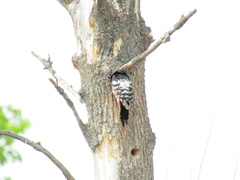 Dendrocopos leucotos