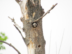 Dendrocopos leucotos