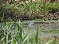 Chroicocephalus ridibundus