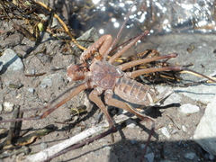 Acanthophrynus coronatus