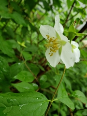 Philadelphus coronarius