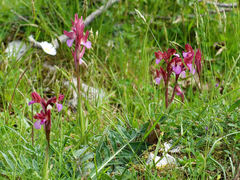 Anacamptis papilionacea papilionacea
